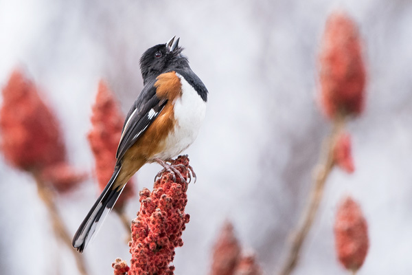 photo of an Eastern Towhee