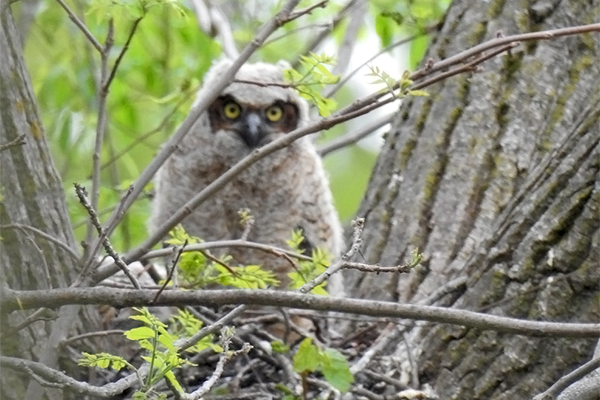 photo of a Common Nighthawk