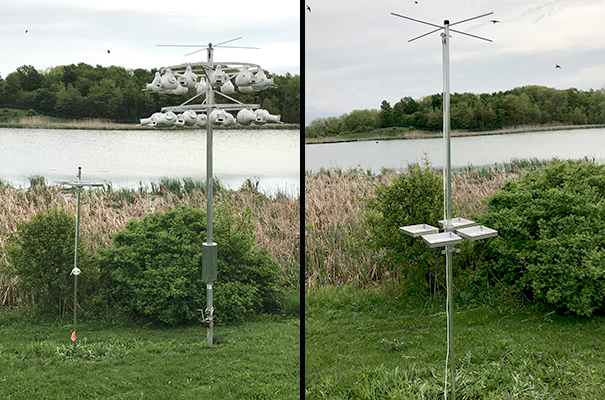 image of eggshell trays for Purple Martins