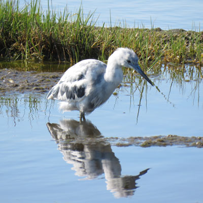 featured bird photo