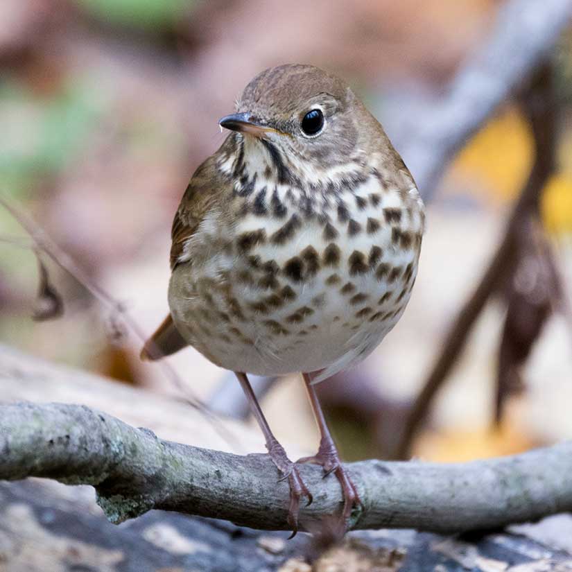 featured bird photo