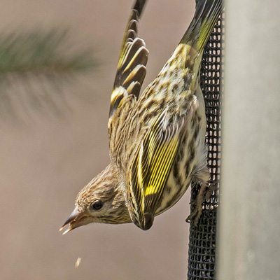 featured bird photo