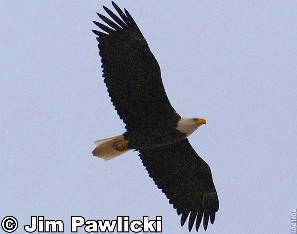 photo of Bald Eagle